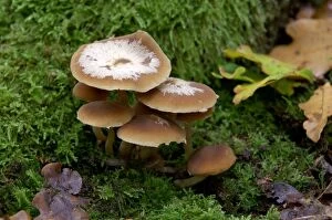 Fungi - Galerina mutabilis - found - in dense clusters on trunks or stumps of deciduous trees