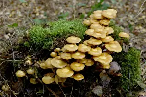 Cluster Prints: Fungi - Galerina mutabilis - Habitat - in dense clusters on trunks or stumps of deciduous trees