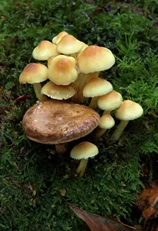 Mushrooms And Toadstools Collection: Fungi Group of Sulphur Tuft (with Lactarius circellatus) October Knapp Wood Nature Reserve E