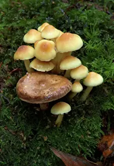 Fungus Prints: Fungi Group of Sulphur Tuft (with Lactarius circellatus) October Knapp Wood Nature Reserve E