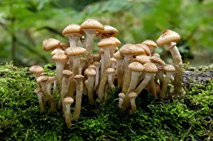 Fungus Prints: Fungi - Honey or Boot-lace Fungus - Habitat - dense clusters around trunks or stumps of deciduous and coniferous trees