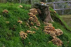 Fungi - Honey or Boot-lace Fungus - Habitat - dense clusters around trunks or stumps of deciduous and coniferous trees. This is a dangerous parasite and causes ultimate death of many trees. Kent, UK - October