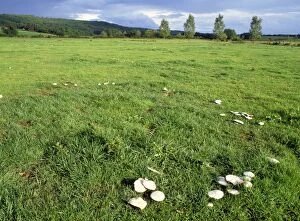 FUNGI - Horse Mushrooms, growing in rings