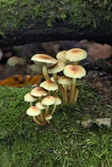 Images Dated 16th November 2004: Fungi Hygrophorus leucophaeus October Knapp Wood Nature Reserve E. Sussex, UK