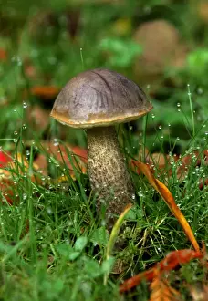 Fungi - Leccinum variicolor - Habitat - with birch. East Sussex woods, UK. October. Edible