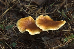 Images Dated 16th November 2004: Fungi Lepista inversa at base of conifer October Knapp Wood Nature Reserve E. Sussex, UK
