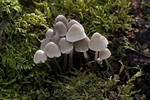 Fungi - Mycena alcalina - Habitat on mossy stumps, usually of conifer. Common and edible but not worthwhile. Nap Wood Nature Reserve, East Sussex. October. UK