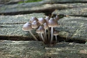 Images Dated 16th November 2004: Fungi Mycena inclinata on oak trunk October Knapp Wood Nature Reserve E. Sussex, UK