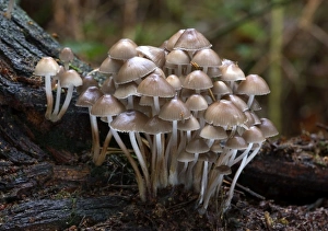 Images Dated 16th November 2004: Fungi Mycena inclinata on rotting conifer stump October Knapp Wood Nature Reserve E. Sussex, UK