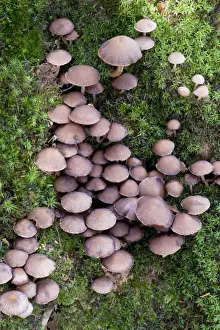 Fungi - Nap Wood Nature Reserve, East Sussex. October. Habitat - typically tufted on or beside stumps of broad-leaf trees