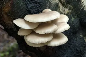 Fungus Prints: Fungi Oyster Mushroom on trunk of silver birch tree October Knapp Wood Nature Reserve E