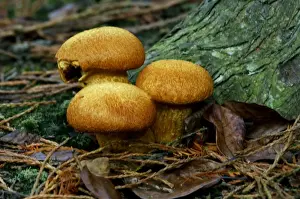 Fungi - Pholiota squarrosa - Habitat - in dense tufts at the base of living broad-leaf and occasionally coniferous trees. East Sussex woods, UK. October. Inedible