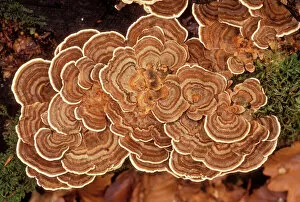 Fungi - Polypore versicolore / Trametes