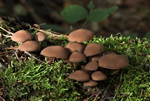 Images Dated 16th November 2004: Fungi Psathyrella hydrophila On trunk in broad-leaf woods October Knapp Wood Nature Reserve E