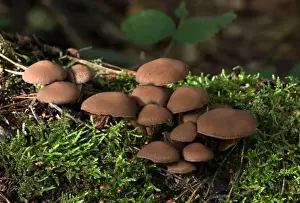 Fungus Prints: Fungi Psathyrella hydrophila On trunk in broad-leaf woods October Knapp Wood Nature Reserve E