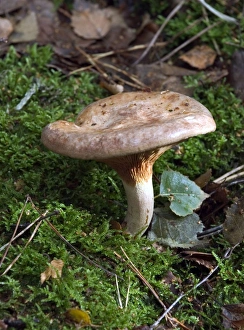 Images Dated 16th November 2004: Fungi Roll Rim In broad-leaf woods, favouring birch October Knapp Wood Nature Reserve E. Sussex, UK