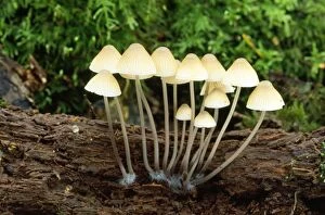Images Dated 12th January 2009: Fungi - on rotting oak