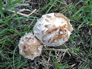 Wigs Prints: Fungi - Shaggy Ink Cap, or Lawyer's Wig. Vaucluse, PACA, France