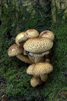 Images Dated 16th November 2004: Fungi Shaggy pholiota October Knapp Wood Nature Reserve E. Sussex, UK