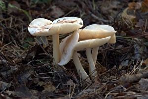 Images Dated 16th November 2004: Fungi Spotted Tough Shank In broad-leaf & coniferous woods October Knapp Wood Nature Reserve E