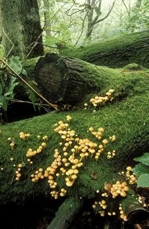 Fungi - Sulphur Tuft