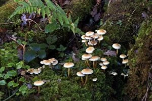 Images Dated 16th November 2004: Fungi Sulphur Tuft & its natural habitat October Knapp Wood Nature Reserve E. Sussex, UK