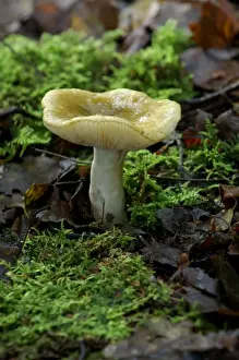 Fungi - Tricholoma sejunctum - Habitat - found in both deciduous and coniferous woods, particularly under oak and sweet chestnut. Kent Nature Park, UK. October. Possibly poisonous