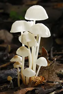 Mushroom And Toadstool Prints: Fungus - Allpahuayo Mishana National Reserve - Iquitos - Peru