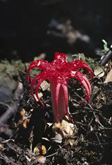 Fungus - Attracts flies with its vile odour, Gordon River, Tasmania, Australia JPF19495