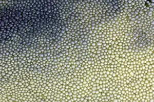 Plant Texture Prints: Fungus, Bay Boletus - close up study of spores on underside of cap, Lower Saxony, Germany