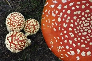 Fungus, Fly Agaric - detailed study of 4 caps