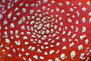 Fungus, Fly Agaric - detailed study of cap