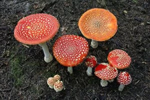 Fungus, Fly Agaric - growing in coniferous woodland