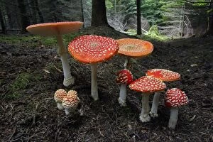 Mushrooms And Toadstools Collection: Fungus, Fly Agaric - growing in coniferous woodland, Lower Saxony, Germany