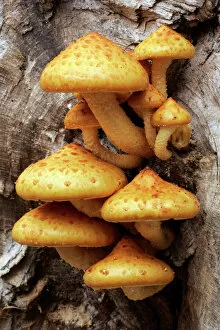Fungus Shaggy PHOLIOTA - fruiting bodies growing on beech tree stem in autumn