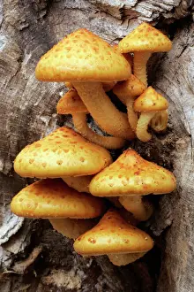 Shapes Prints: Fungus Shaggy Pholiota - Fruiting bodies growing on beech tree stem in autumn