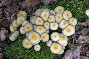 Fungus, Sulphur Tuft - growing on rotten wood