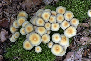 Images Dated 4th September 2006: Fungus, Sulphur Tuft - growing on rotten wood, Hessen, Germany