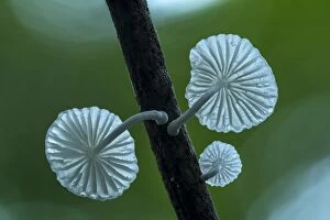Images Dated 4th December 2016: fungus, Tayrona National Park, Colombia