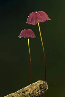 fungus, Tayrona National Park, Colombia