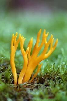 Fungus, Yellow Staghorn/ Jelly Antler Fungi - growing in moss on forest floor