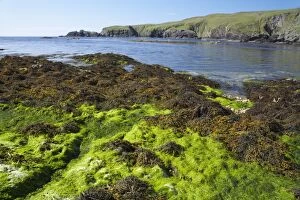 Shetland Island Collection: Funzie Bay - seaweed at low tide Fetlar, Shetland, UK LA003152