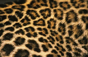 Fur detail of asian leopard, or panthera