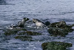 Play Fighting Prints: Fur Seal - playing in sea - Cooper Bay - South Georgia