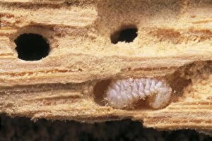 FURNITURE BEETLE LARVAE - - in wood (woodworm)
