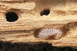 Wood Prints: Furniture Beetle / Woodworm - Larva in damaged wood