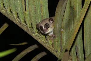 Furry-eared Dwarf Lemur - Looking through leaves