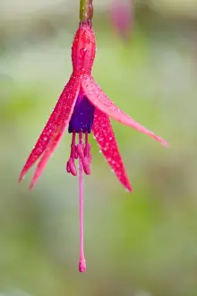 Droplets Prints: Fuschia Flower Norfolk UK