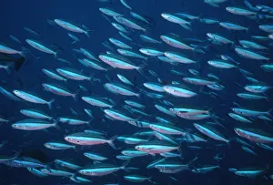 Fusilier Fish - School This species schools on the current side of tropical reefs, feeding on plankton. Milne bay. Papua New Guinea FIS-077