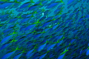 Fusilier Gallery: Fusiliers - swimming in great schools along the reef edge - diver in background
